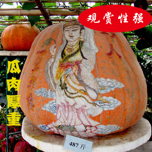 Vegetable Friends Big Pumpkin Seeds Giant Ornamental Edible High-yielding and Disease-Resistant Four-Season Sowing Pumpkin Seeds Vegetable Seeds 15 Giant Pumpkins