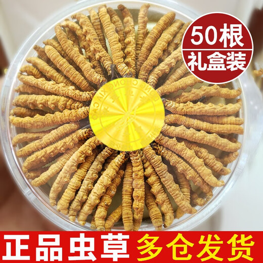 Guchengtang Authentique Cordyceps Dry Goods Dessons First Souchet Tibétain Tibétain Cordyceps Cordyceps séché 2 Racines / G 3 Racines / G 1 Ensemble de publication [3 Racines / G]