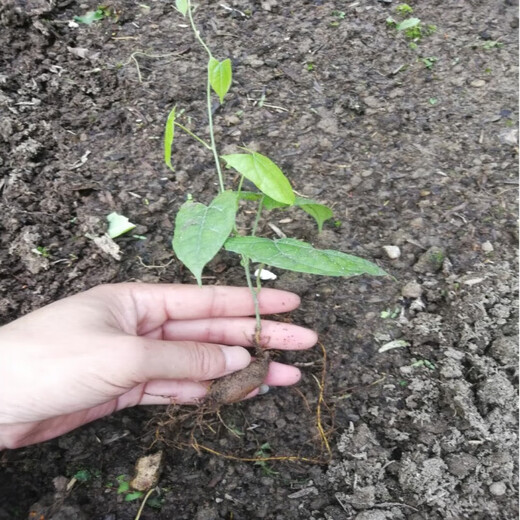Golden fruit bulbs, small bulbs for ground gall seeds, Golden bulb seedlings, wild provenance, 10 seedlings (seedlings about half a year old), bare roots without soil