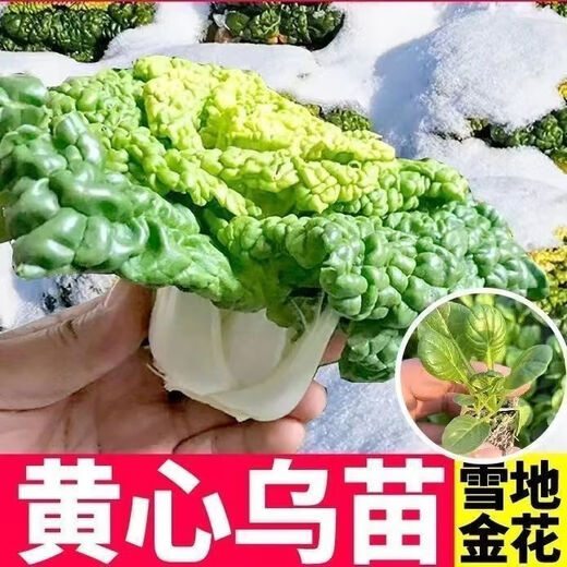 Huangxinwutaicai seedlings, chrysanthemum and cabbage seedlings, potted garden garden fields, easy to grow four-season vegetable seedlings, 60 Huangxinwutaicai plants