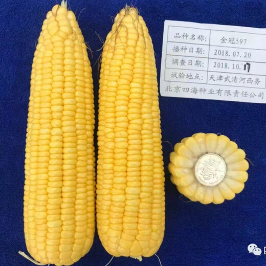 Wangyuanxing Golden Crown 597 corn seed big stick fruit corn super sweet sunflower sweet corn seed 400g can Golden Crown 597 5 cans