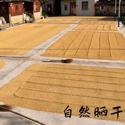 Sumi grows rice 50Jin Jin is equal to 0.5kg Feed chickens, ducks, geese and pigeons cheap wholesale 25KG farmers grow rice with shell millet rice fine fine grow rice