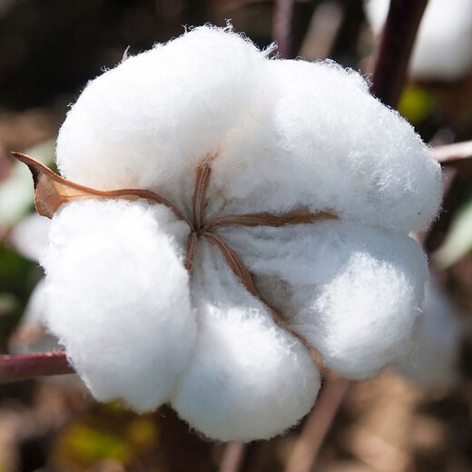Dayu cotton seed production is high, Shandong freeze-resistant and cold-resistant cotton seed field planting wholesale Minfengji 172 cotton seed 1000g 5 bags