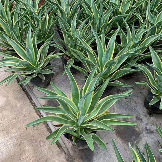 秋颖金边龙舌兰盆栽 多肉植物 虎皮兰绿植花卉好养 金边龙舌兰一颗高18-20CM左右 原土发货（耐旱植物易养活）