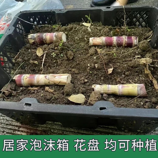 Guangxi authentic black-skinned sugarcane seedlings seedlings sugarcane seeds wholesale potted plants can be planted crispy and sweet, can be planted in the north and south, black-skinned 500 pieces, Guangxi sugarcane seedling heads
