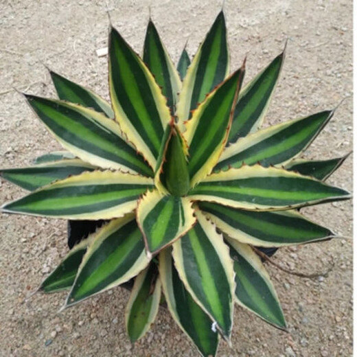 Agave Family Series von Schnee, verheißungsvolle Kronbrokade fünf Farben und andere saftige Pflanzen Gartenpopfpflanzen Maikele Ji Luanxue 12-15 cm