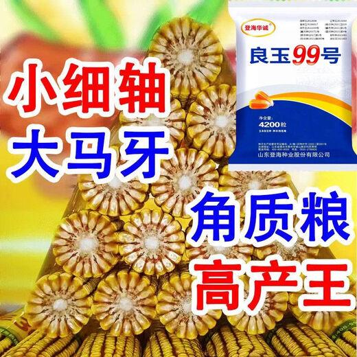 Arbre de semence de maïs Liangyu 99 à rendement stable approuvé au niveau national, grain fin, résistant aux températures profondes, résistant à la verse, résistant aux maladies, semence de maïs à rendement super stable, Liangyu 99 original, 4200 grains, un acre de terre