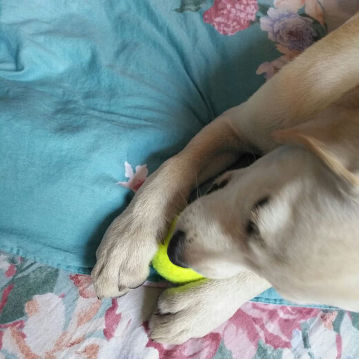 Dog Toy Ball Golden Retriever Teddy Bouncy Ball Teeth Resistant Tennis Pet Puppy Labrador Puppy Training Pet Tennis Ball 2 Pack