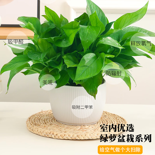 Green intentional potted potted indoor plants, flowers, green plants, hydroponics, long vines, hanging large-leaf green baskets for new homes, formaldehyde removal for new homes, 120 original pots for water storage, 10 pots + pot + 10 fertilizer, shipped with pots and soil