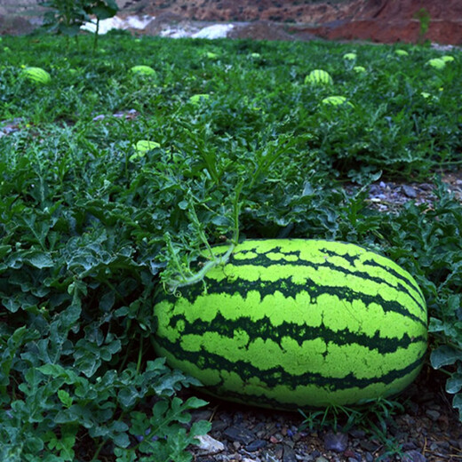 Shouhe Lazy Man Watermelon Seed Lazy Man King Melon Extra Large Spring No Pruning Lazy Man Fruit Seedling Southern Sweet Qishan Sweet No. 8 Lazy Man Watermelon Seed 50 capsules