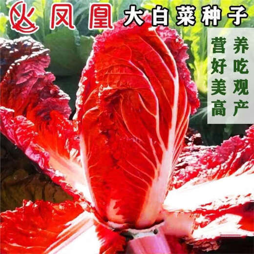 Fire Phoenix Chinese Cabbage Seeds Red Cabbage Seeds are disease-resistant, high-yielding and high in calcium. Orange and Red Cabbage are easy to grow in farmers’ fields. Matched Version. Fire Phoenix Cabbage Seeds. High-quality products - new seeds. 1 pack of approximately 199 capsules.