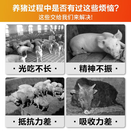 Male herding pig day length fattening pig fattening and weight gain growth-promoting concentrated feed for piglets to be slaughtered early and fattening premix for big pigs 3 bags ready for delivery
