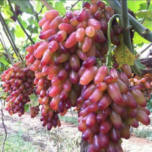 Grape seeds potted fruit tree seeds grape balcony fruit seeds grape tree grape planting Kyoho grape seeds 28 capsules p