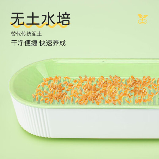 Crazy Owner Katzengras + 10 Beutel erdlose hydroponische Minze mit Weizensamen im Topf entfernt Haarballen, um haarige Katzensnacks bei jungen Katzen zu beseitigen