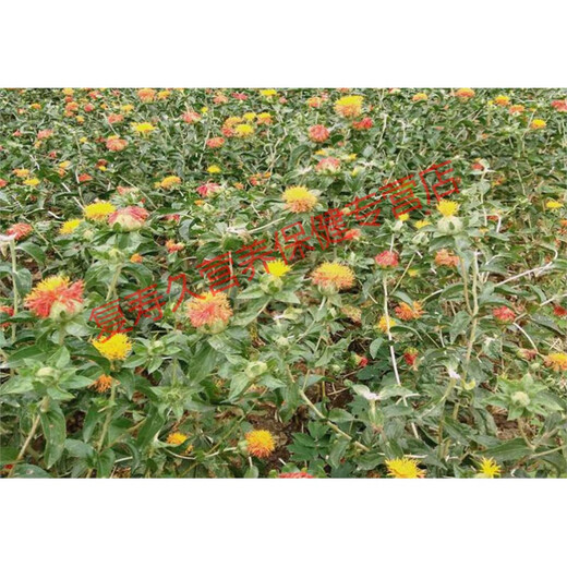 Kang Zhongzun La cabeza de flores de azafrán entera está empapada en agua y bebe 500 g de brotes de azafrán y brotes de azafrán en materias primas. El efecto de remojar a todos los brotes de azafrán en agua y bebida
