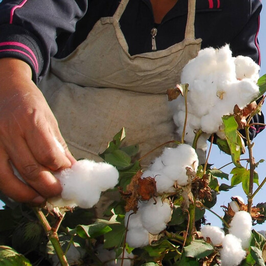 Dayu cotton seed production is high, Shandong freeze-resistant and cold-resistant cotton seed field planting wholesale Minfengji 172 cotton seed 1000g 5 bags