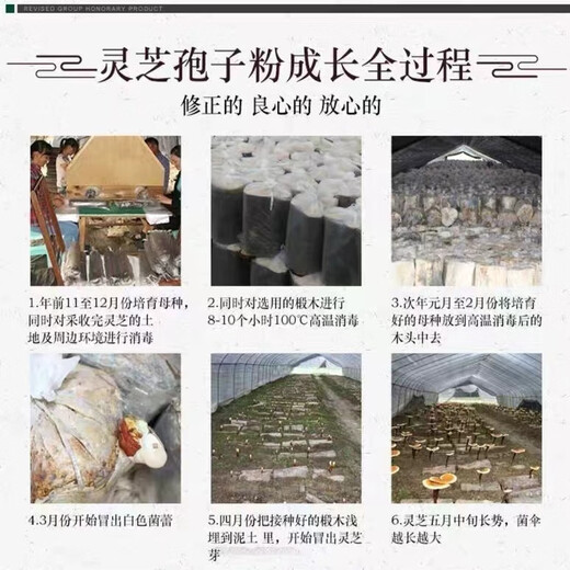 Correct Ganoderma lucidum spore powder capsules to break the wall Ganoderma lucidum spore powder enhance immunity Ganoderma lucidum powder spore powder after surgery nutrition xs 1 box