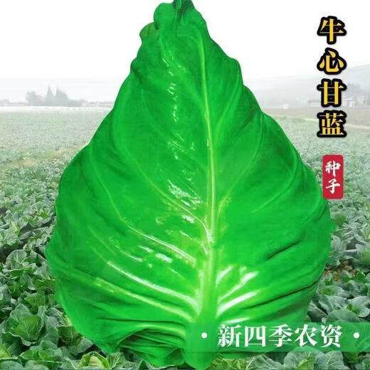 Chunfeng Extra Large Beef Heart Cabbage Seeds Cabbage Seeds Lotus White Cabbage Cold-resistant Spring and Autumn Four Seasons Vegetable Seeds Company Original Approximately 285 capsules per bag