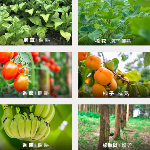 Guoguang ethephon ripening agent fruit banana tomato persimmon rice tobacco growth regulator walnut peeling 1000g*1 bottle