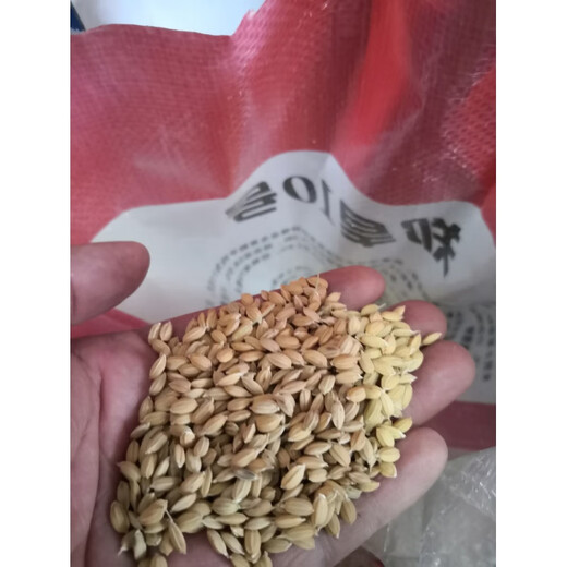 Upland rice seeds Zhenghan No. 10 Rice sown on dry land in mountains and hills Conventional varieties Japonica rice Indica rice Glutinous rice Zhenghan No. 10 250g bulk