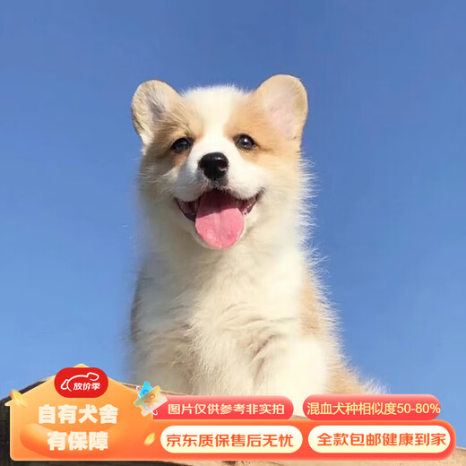 Mixed Chinese Pastoral Dog Golden Retriever Corgi German Shepherd Labrador Horse Dog Shiba Inu Bichon Frize Puppy Pet Dog Live Mixed Class German Shepherd Mixed