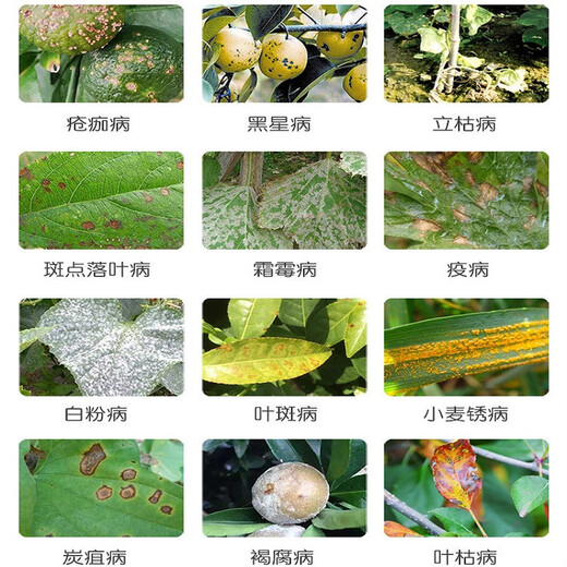 Yongguan 30% pyraclostrobin citrus orchard canker disease black leaf brown spot green certified pesticide fungicide