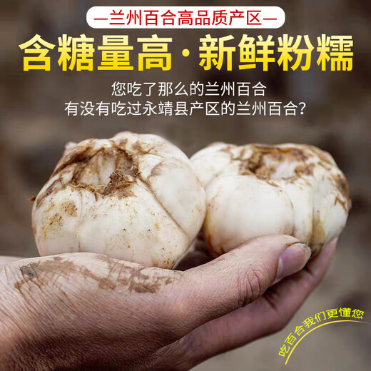 Jingmi Lanzhou Lily Fresh Lily Edible Sweet Lily Net weight 2Jin Jin is equal to 0.5kg 3 pcs per pack, total 6 packs, straight from the source