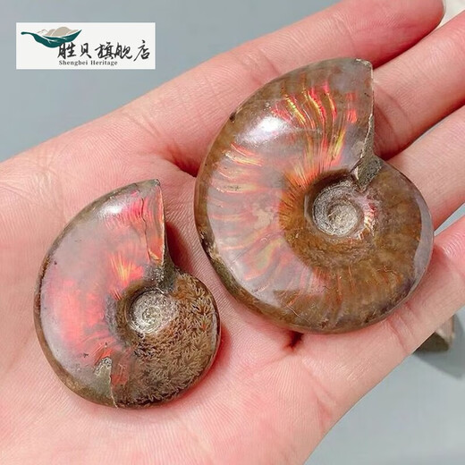 Shengbei Natural Ammonite Snail Fossil Colorful Ammonite Biological Fossil Raw Stone Specimen Ammonite Gemstone Ornament Children's Popular Science 6-7cm One