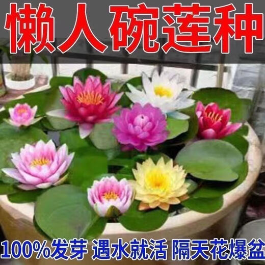 Bowl of lotus seeds, colorful hydroponic flowers, water-grown four-season lotus, lotus seeds, lotus root green water plants, mixed-color bowl of lotus seeds, budding when exposed to water, blooming in all seasons, 100% budding, 10 capsules, multi-color mixed, already opened