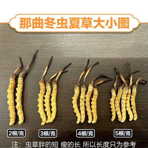 东仔【西藏那曲】野生冬虫夏草高海拔野生虫草断草滋补品礼盒送长辈 【西藏那曲野生】大号断草-全家滋补 20克（礼盒装）