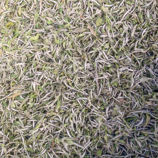 Fuding White Tea 2022 Fuding Guanyangchun Tea Flower Fragrant White Alpine Sun-Dried White Tea Loose Tea Pack 500g Manufacturer 2022 Peony 1051