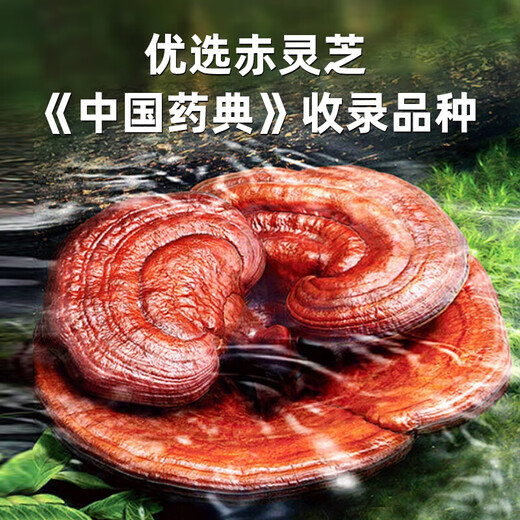 北京同仁堂破壁灵芝孢子粉增强免疫力和抵抗力中老年正宗长白山野生特级盒装 5盒[50袋]（破壁率≥98%）四标认证