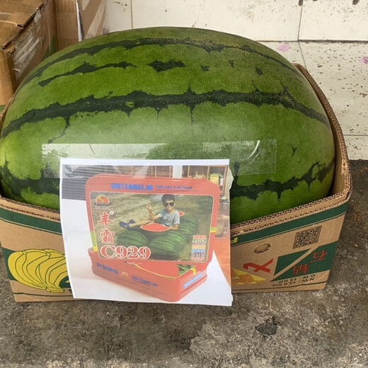 Fengba C929 watermelon seed round melon with thin skin, super sweet, medium and late maturity, high yield and disease resistance base, special for Fengba C929 one can (80g)