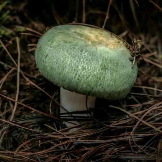 野生青头菌菌种种植绿胎菌菌种食用菌蘑菇种植包室内阳台盆景山林 野生青头菌种【不分季节种植】 1389粒【出1000个菌】送种植说明