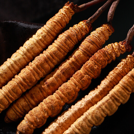 Cordyceps de Mountain Cordyceps Sinensis sélectionné de haute qualité, propre et lyophilisé Cordyceps dodyceps et ininterrompu Boîte-cadeau du Nouvel An 3-5 pièces / gramme
