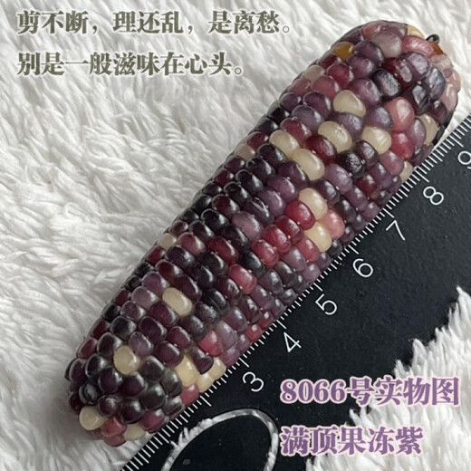 Guig Wenwan Maisgriff [Glas Edelsteinblutunterbrechung] Eine Sache One-Shot Bodhi Mini Ornament Hand Achat Farbe 9930