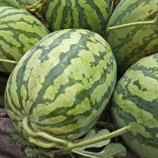 Dayu lazy man watermelon seed seedlings are extra large and suitable for early-maturing lazy people in the south 8424 Kirin melon Meidu seedless fruits and vegetables Xinong No. 8 watermelon seeds 50g about 500 grains
