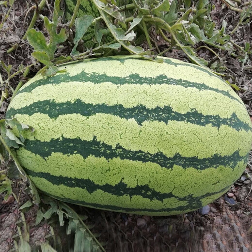 Dayu lazy man watermelon seed seedlings are extra large and suitable for early-maturing lazy people in the south 8424 Kirin melon Meidu seedless fruits and vegetables Xinong No. 8 watermelon seeds 50g about 500 grains