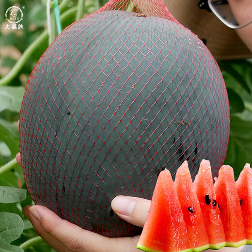 Dayu Lazy Man Watermelon Seed Seedlings Extra Large Suitable for Early Maturing Lazy People in the South 8424 Kirin Melon Meidu Seedless Fruits and Vegetables Black Watermelon Seeds 10 capsules 2 bags