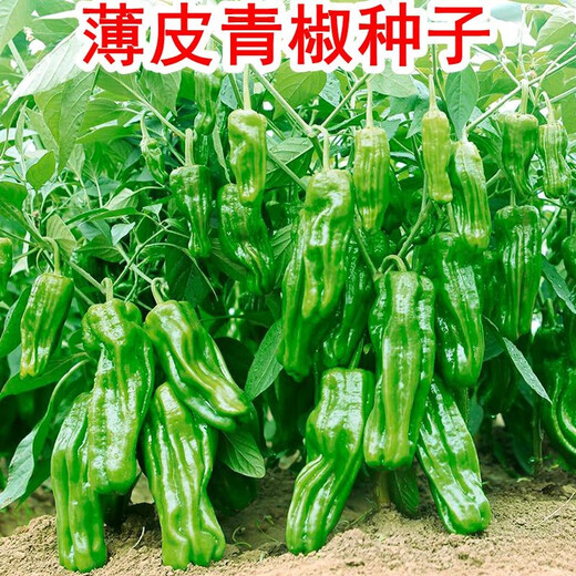 Thin-skinned green pepper seeds, early-maturing Zoupe-skinned green pepper seeds, a complete list of pepper seeds that can be grown in pots on the patio, terrace, and balcony. Thin-skinned green pepper seeds, 2 packs, about 100 capsules.