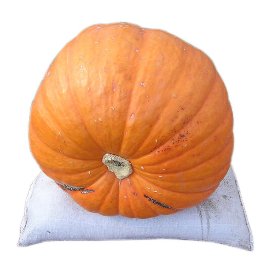 Vegetable Friends Big Pumpkin Seeds Giant Ornamental Edible High-yielding and Disease-Resistant Four-Season Sowing Pumpkin Seeds Vegetable Seeds 15 Giant Pumpkins