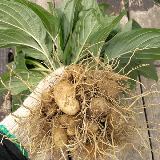 新鲜水田七深山屈头鸡土三七水田现挖水田七苗根水虾公500克草药 全株带叶（鲜品）