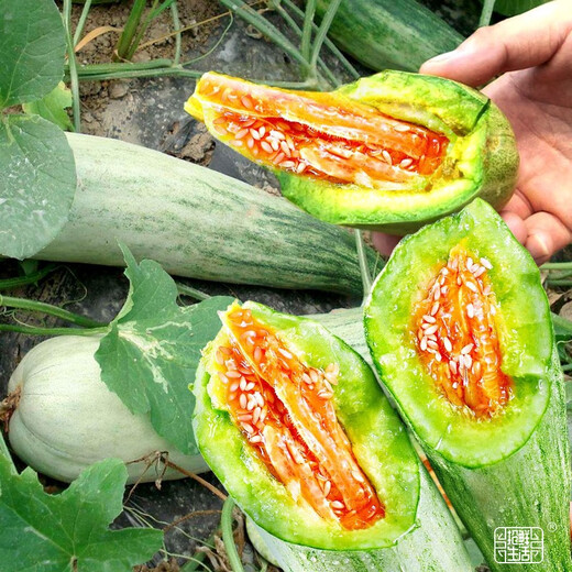 Dayu white-skinned melon seeds collection cantaloupe seedlings seedlings seedlings Baishami north and south fruit balcony planting spring 30 yangjiao honey melon seeds