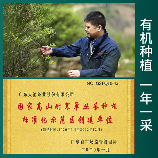 Tianchi Tea Oolong Tea Phoenix Dancong Laocong Honey Orchid Fragrance Chaozhou Machine Dancong Tea Spring Tea New Tea Canned Gift to Elders Laocong Honey Orchid Fragrance 100g*1 Can