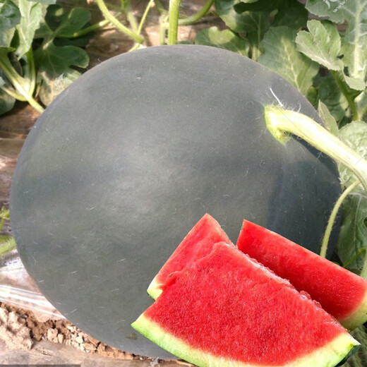 Dayu Lazy Man Watermelon Seed Seedlings Extra Large Suitable for Early Maturing Lazy People in the South 8424 Kirin Melon Meidu Seedless Fruits and Vegetables Black Watermelon Seeds 10 capsules 2 bags