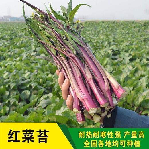 (Red cabbage moss seeds) Red cabbage heart, seaweed, rapeseed core seeds, easy to grow potted farm vegetable seeds in four seasons, red cabbage moss seeds, simple packaging 1 0 capsules (trial planting) no Song Song