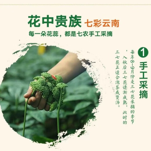 福美柒三七花头茬新花 云南三七花茶 精选四年花 特级文山三七花茶250克 田七花泡茶的功效500克 精选当季新三七花【250克】