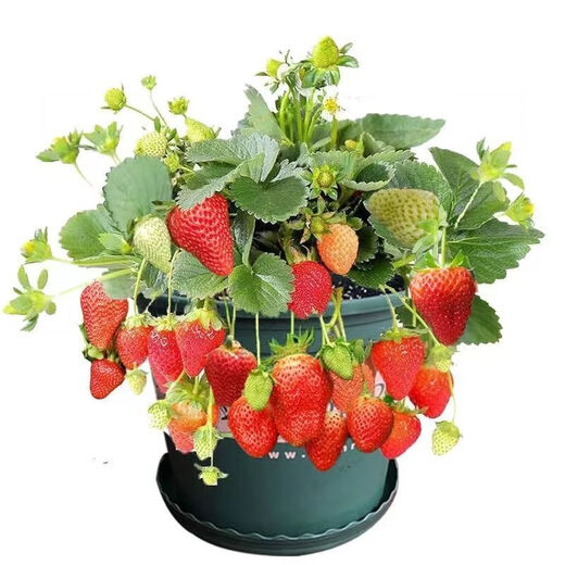Cream strawberry seedlings potted four-season strawberry seedlings planted in the south and north bear fruit in the same year. Bare roots are cold and frost-resistant (four seasons cream strawberry) (10 pieces++pot+fertilizer) and the results are endless.