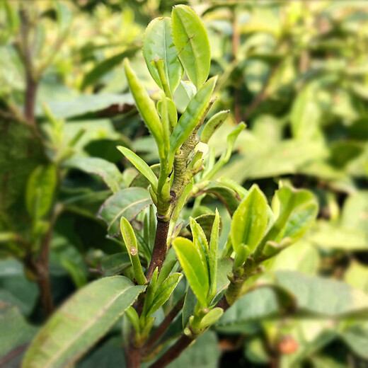 
Baoyin [Self-drinking recommendation] Xinyang Maojian 2025 new tea green tea spring tea special tender buds and strong fragrance type 250 grams