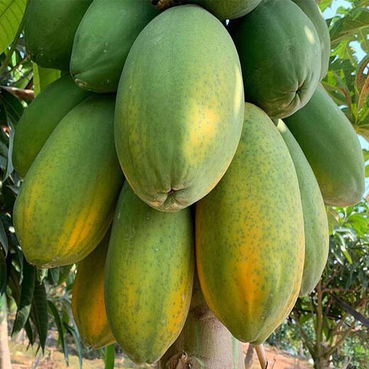 Papaya seeds Hainan red heart papaya rock sugar papaya papaya seeds balcony courtyard potted fruits and vegetables for four seasons sowing papaya seeds 50 capsules